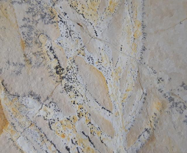 Brachyphyllum nepos SAPORTA - Bild &copy; FossNet FossilienStore